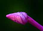 Dew Drops on a pink bud